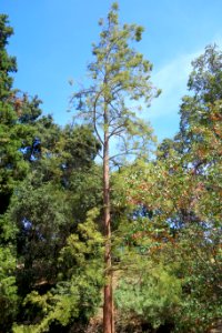 Glyptostrobus pensilis - UC Davis Arboretum - DSC03384