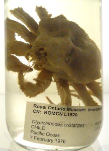 Glyptolithodes cristatipes - Royal Ontario Museum - DSC00187