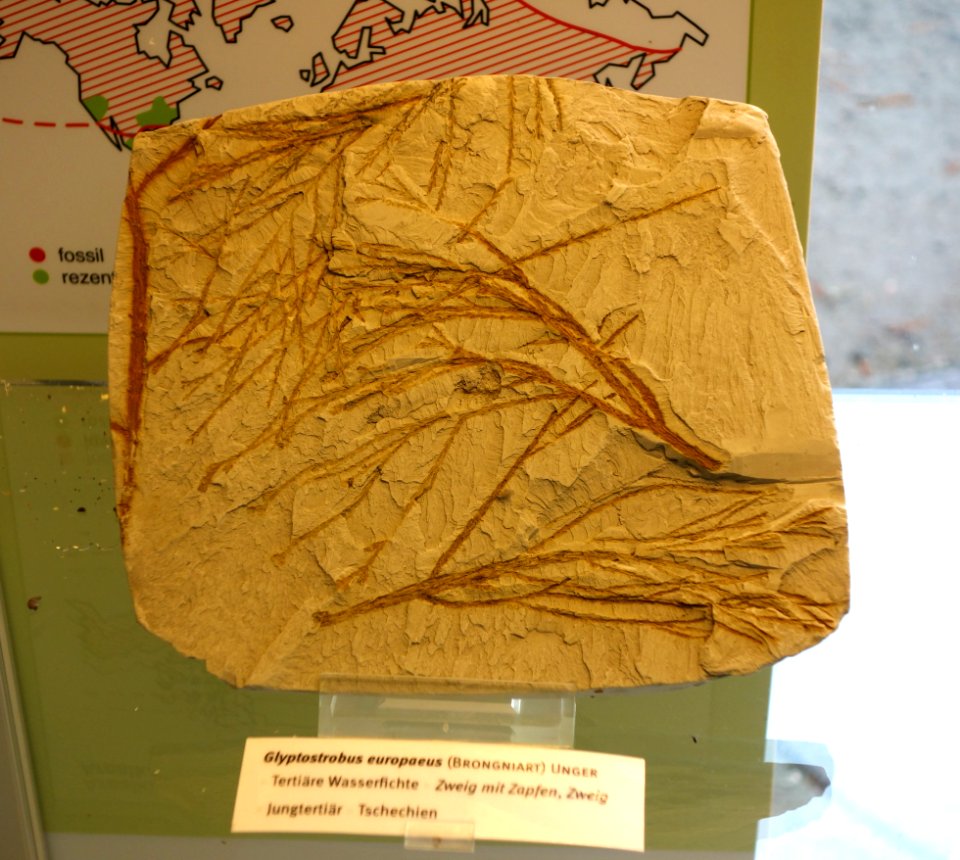 Glyptostrobus europaeus fossil - Botanischer Garten, Dresden, Germany - DSC08486