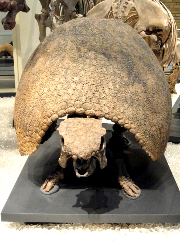 Glyptodon clavipes, Mar del Plata, Argentina, Late Pleistocene - Royal Ontario Museum - DSC00126