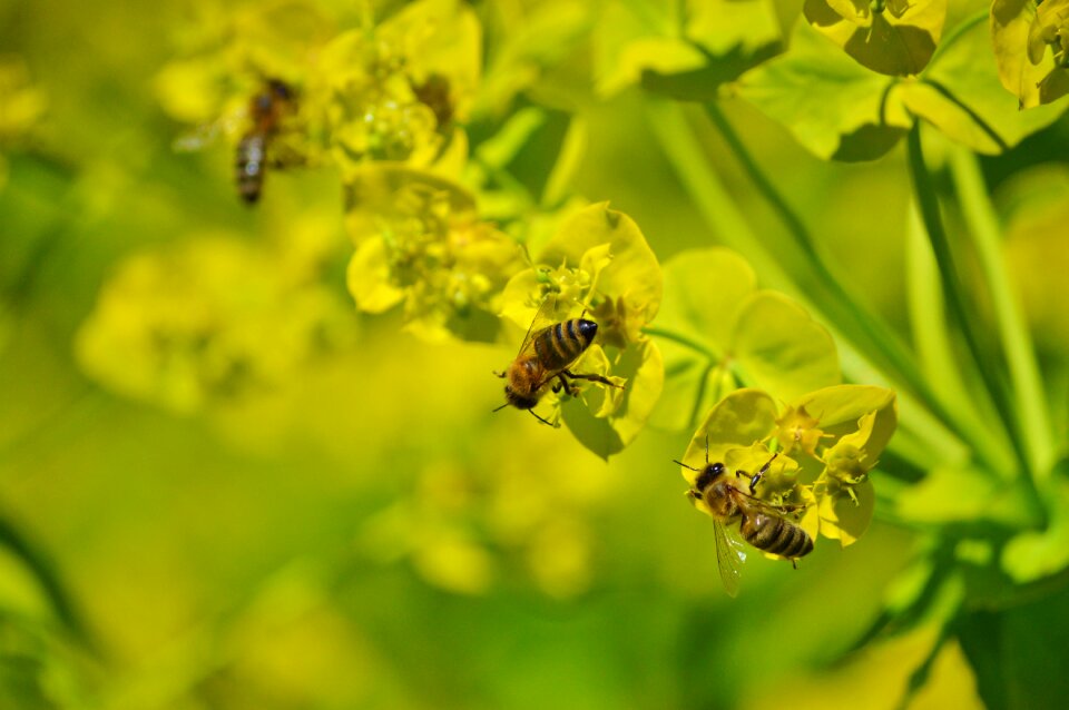 Bloom pollination pollen