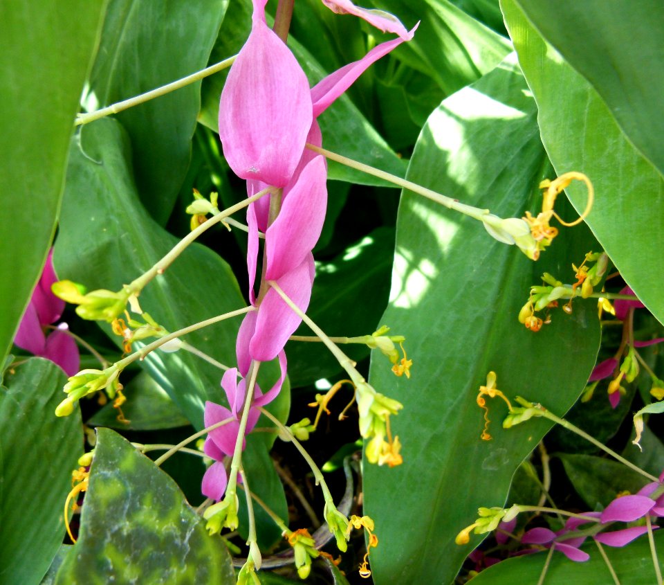 Globba winitii serres du Jardin du Luxembourg