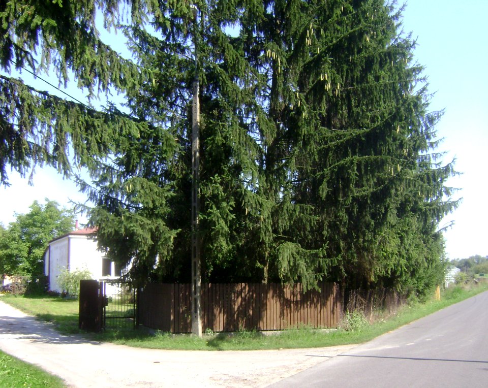 Gmina Góra Kalwaria. Borki A005