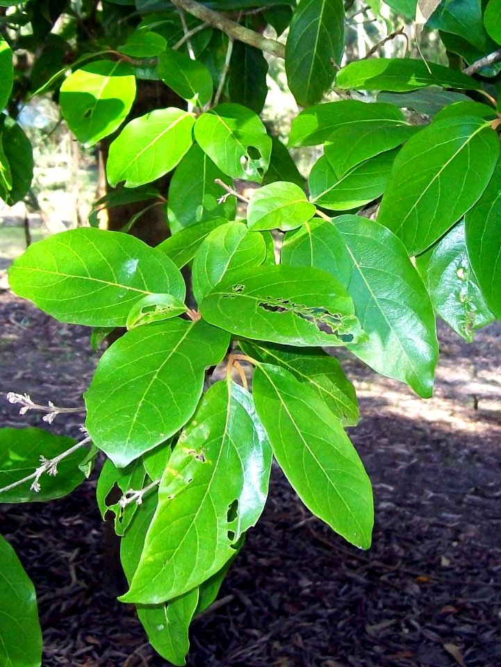Gmelina fascicularis leaves