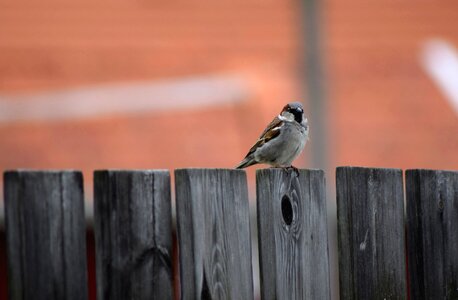 Bird fence sparrow photo