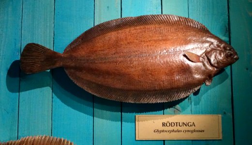 Glyptocephalus cynoglossus - Swedish Museum of Natural History - Stockholm, Sweden - DSC00584