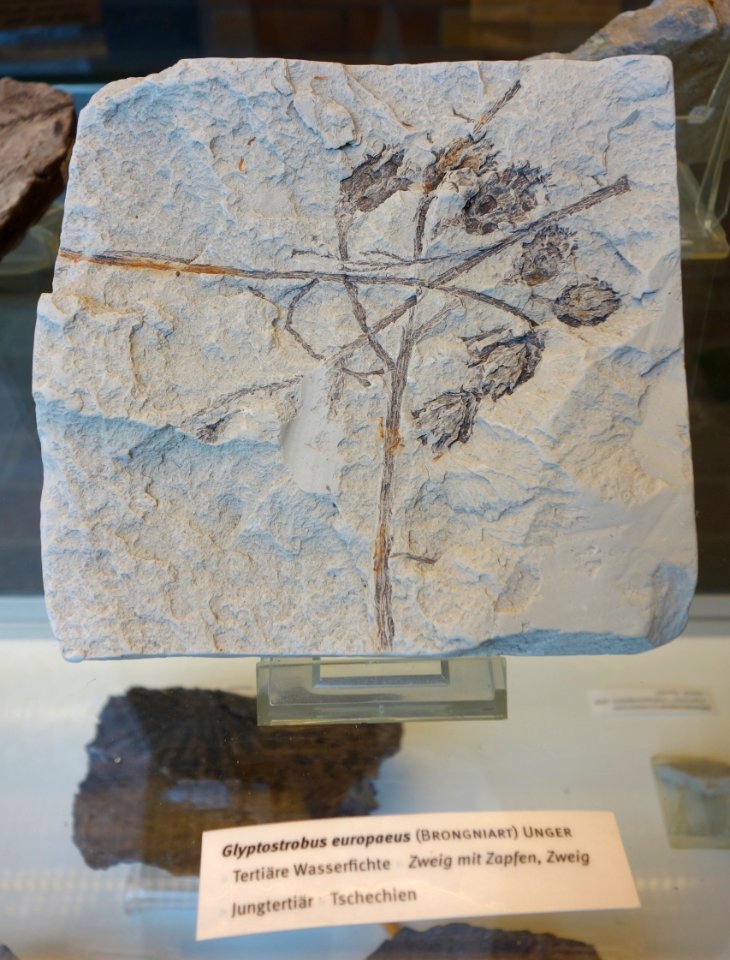 Glyptostrobus europaeus fossil - Botanischer Garten, Dresden, Germany - DSC08473