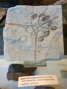Glyptostrobus europaeus fossil - Botanischer Garten, Dresden, Germany - DSC08473