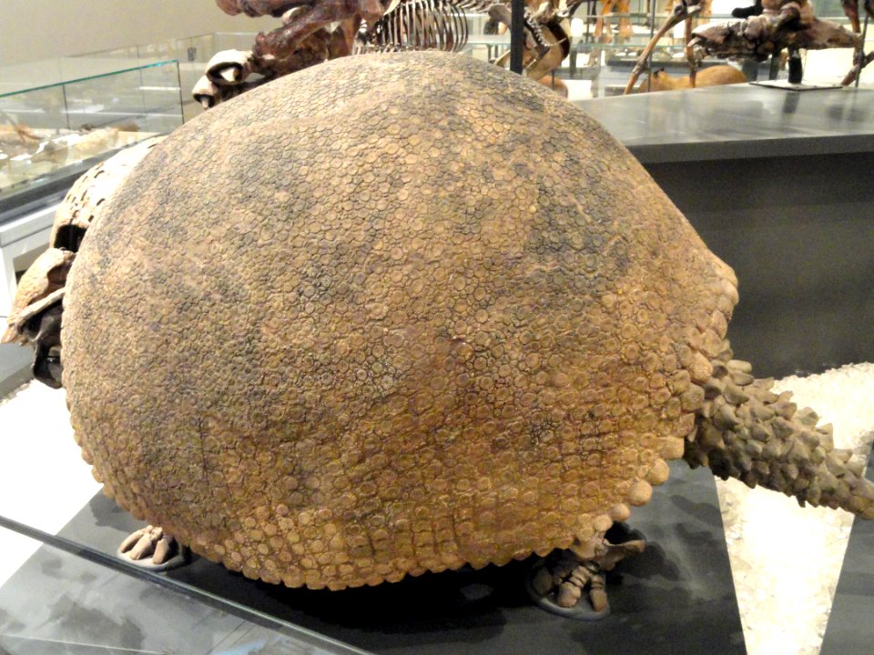 Glyptodon clavipes, Mar del Plata, Argentina, Late Pleistocene - Royal Ontario Museum - DSC00128