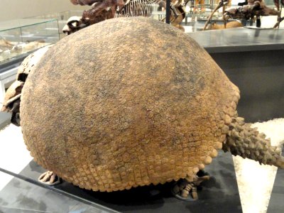 Glyptodon clavipes, Mar del Plata, Argentina, Late Pleistocene - Royal Ontario Museum - DSC00128