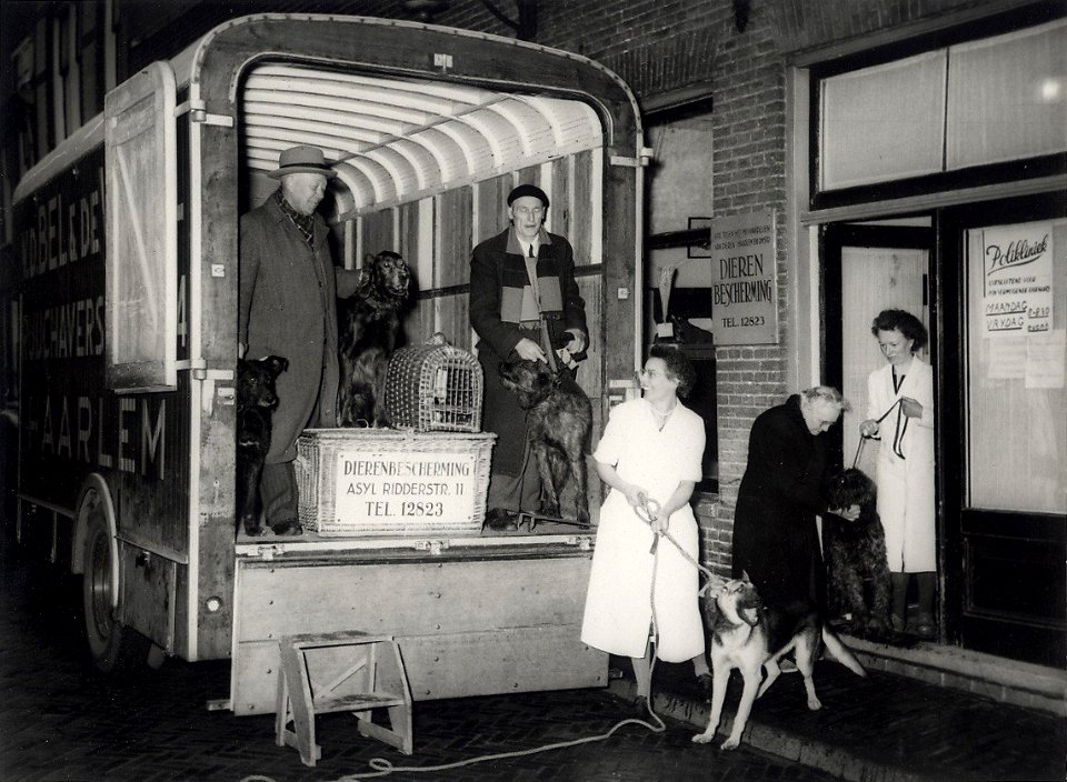 Geëvacueerde huisdieren uit het (watersnood) rampgebied die gedurende twee maanden bij dierenvrienden te Haarlem werden verzorgd gingen op 1 april 1953 weer terug naar Middelharnis. Aangekoc, NL-HlmNHA 54004535
