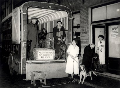Geëvacueerde huisdieren uit het (watersnood) rampgebied die gedurende twee maanden bij dierenvrienden te Haarlem werden verzorgd gingen op 1 april 1953 weer terug naar Middelharnis. Aangekoc, NL-HlmNHA 54004535