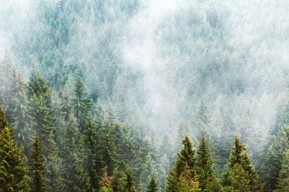 Trees atmosphere even