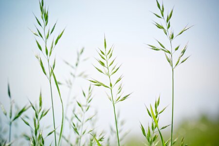 Forage grass festuca pratensis grass