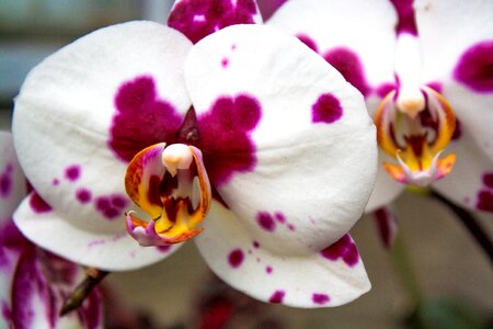 Spotted flower nature