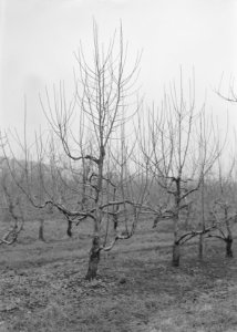 Geënt op Allington Pippin o t IX, Bestanddeelnr 162-1028