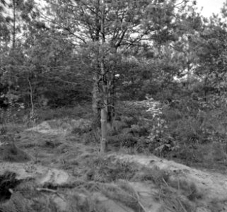 Gecamoufleerde Britse soldaat in de bossen, vermoedelijk tijdens de bevrijding v, Bestanddeelnr 255-9018