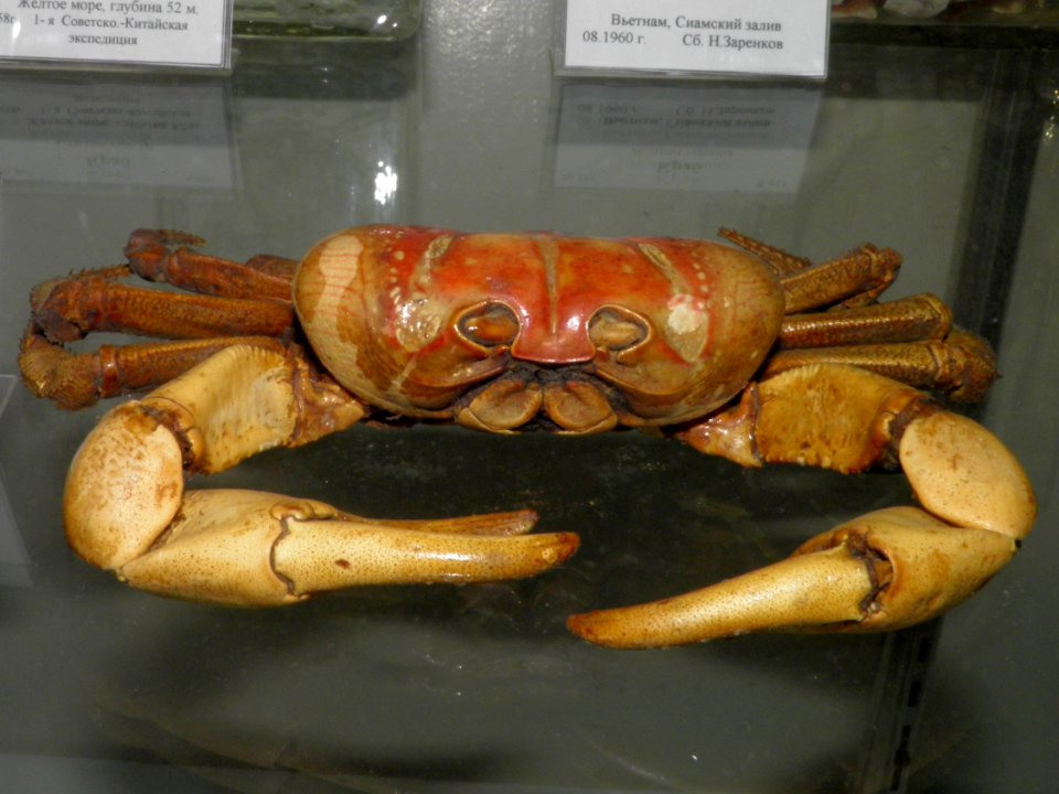 Gecarcoidea lalandii