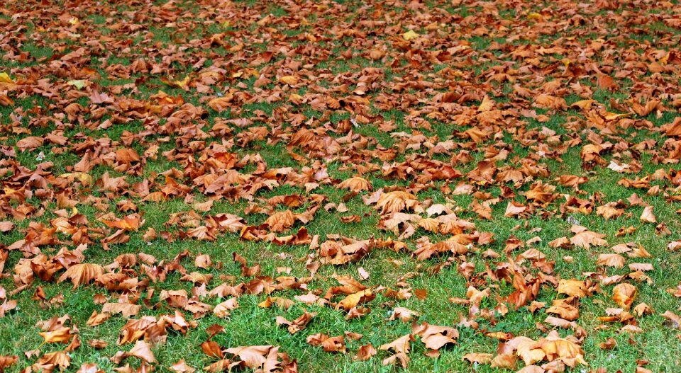 Carpet nature garden