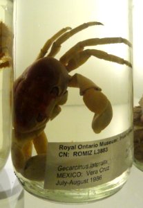 Gecarcinus lateralis - Royal Ontario Museum - DSC00184 photo