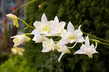 Oriental delicate flower
