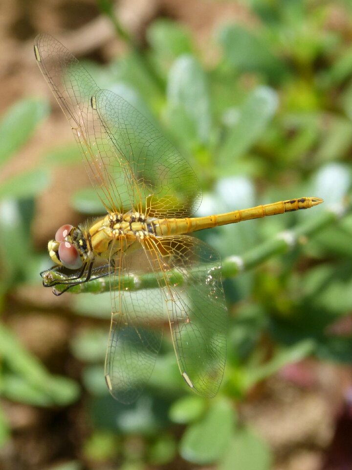 Cordulegaster boltonii branch stem
