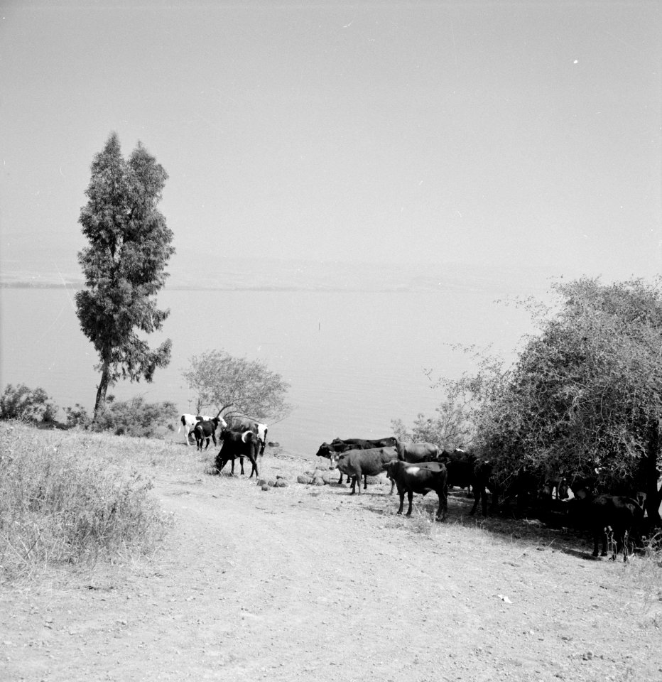 Geboomte en los lopende koeien aan de over van het Meer van Tiberias met het gez, Bestanddeelnr 255-4100