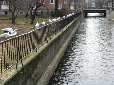 Gdańsk Osiek – ptaki nad Kanałem Raduni