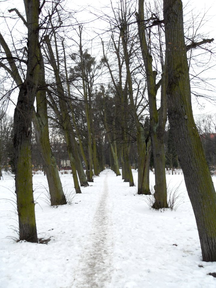Gdańsk Park Akademicki - zima