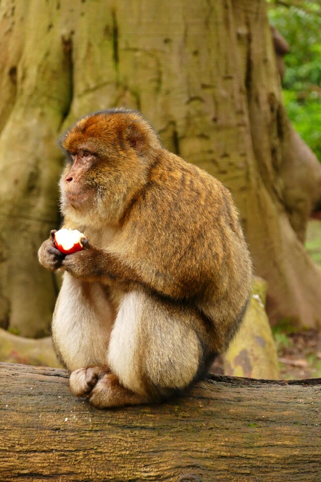 Cute mammal wildlife