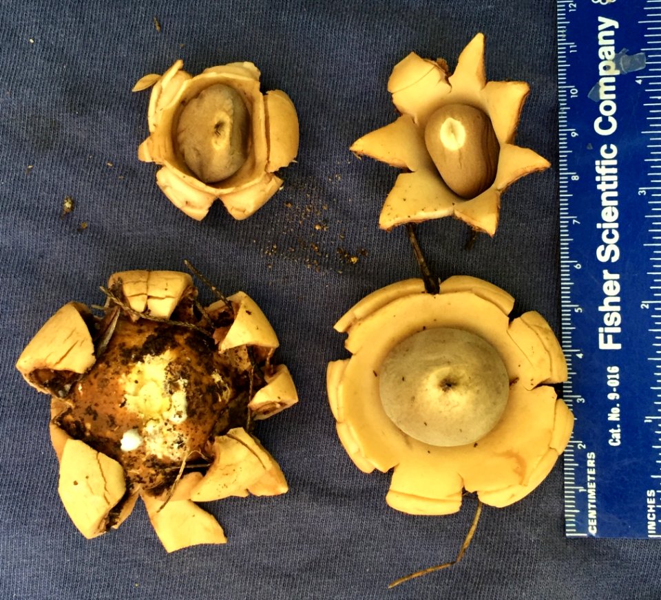 Geastrum saccatum 27968148
