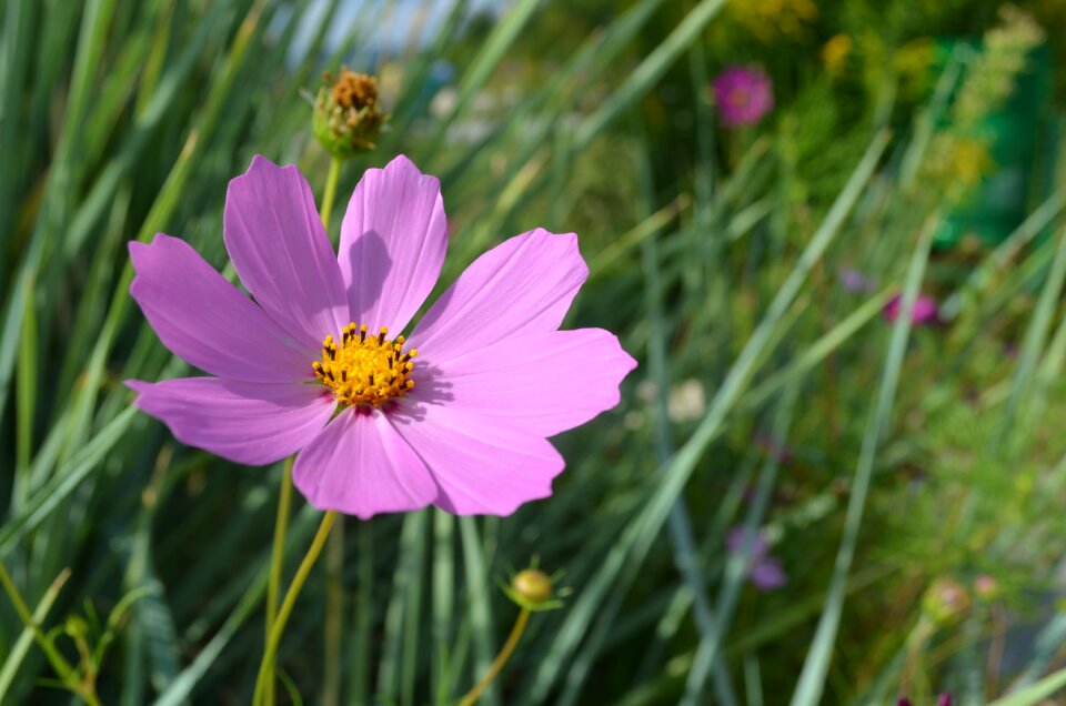 Purple flowers purple bright colors