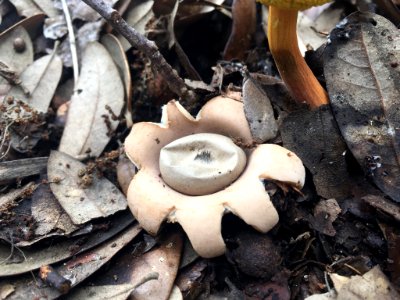 Geastrum saccatum 25757631