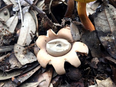 Geastrum saccatum 25757631 photo