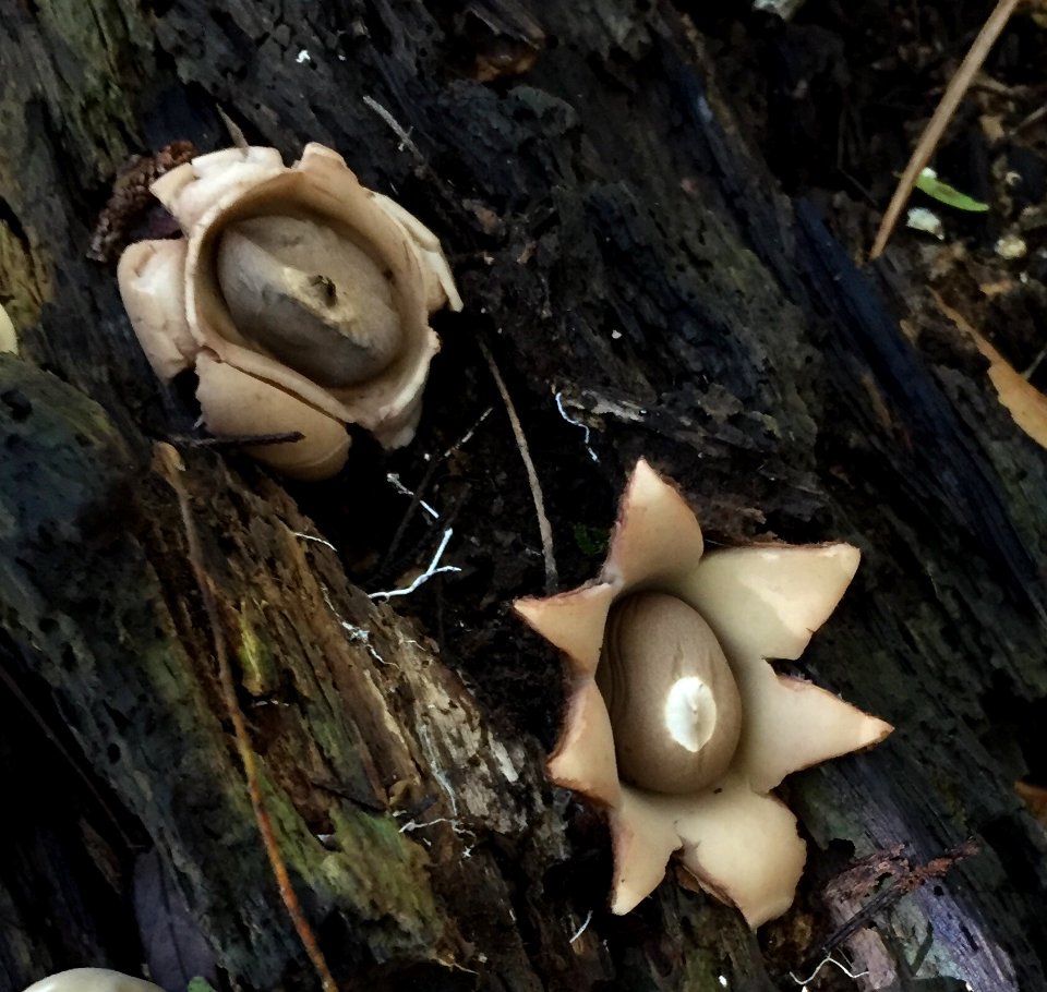 Geastrum saccatum 27968138