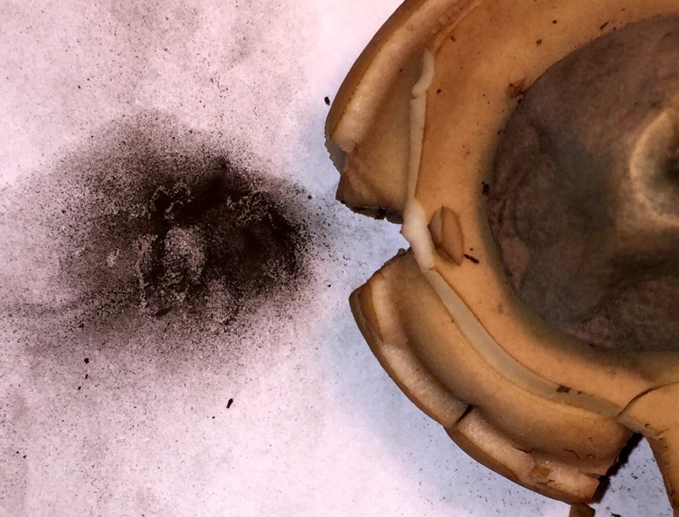 Geastrum saccatum 27977512