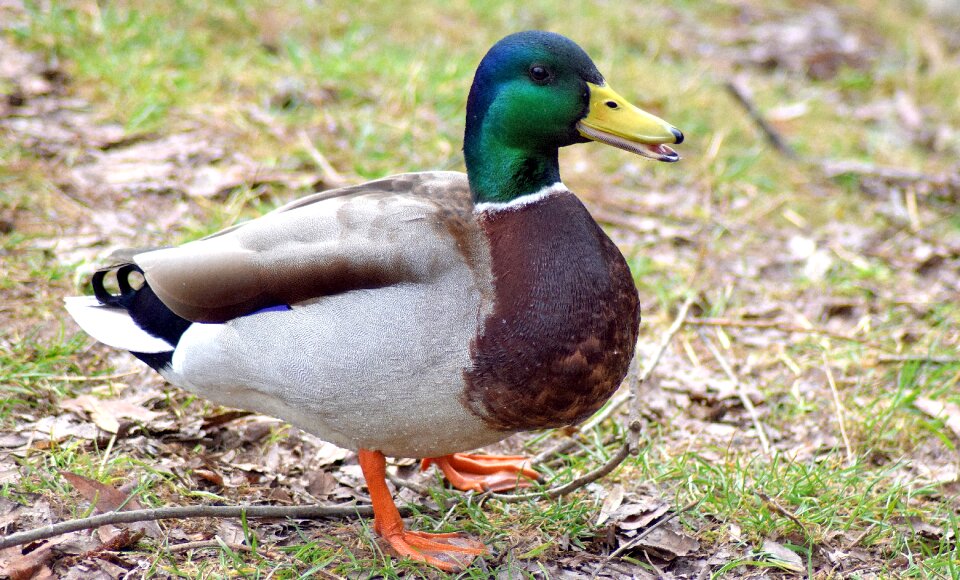 Drake colorful nature