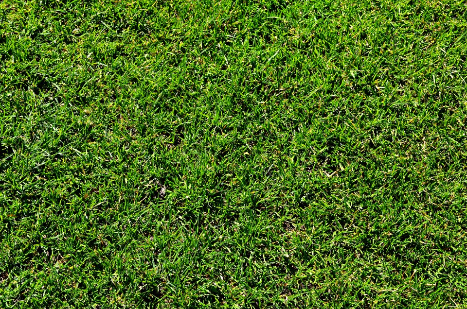Garden closeup flora