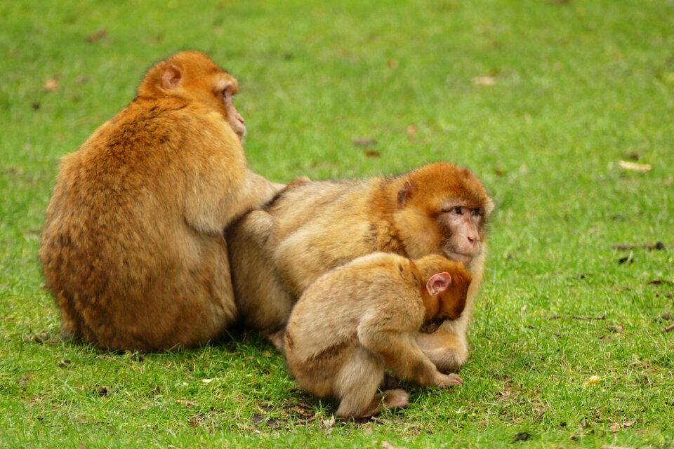 Cute mammal wildlife