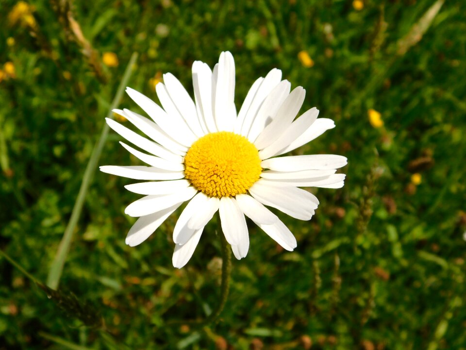 Flower white flower meadow