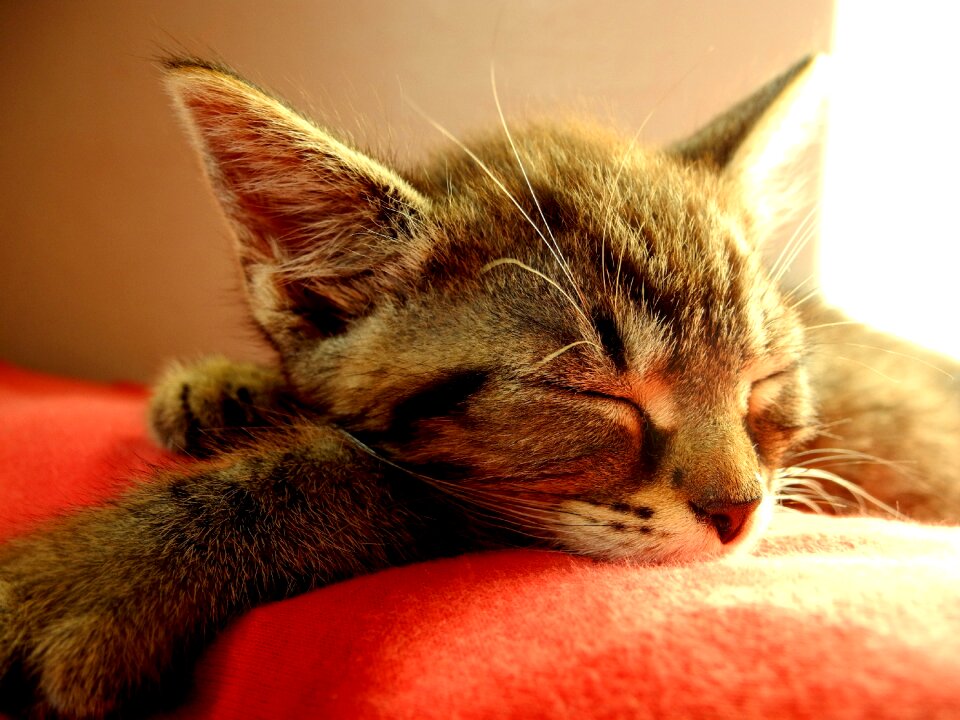 Small it lies kitty