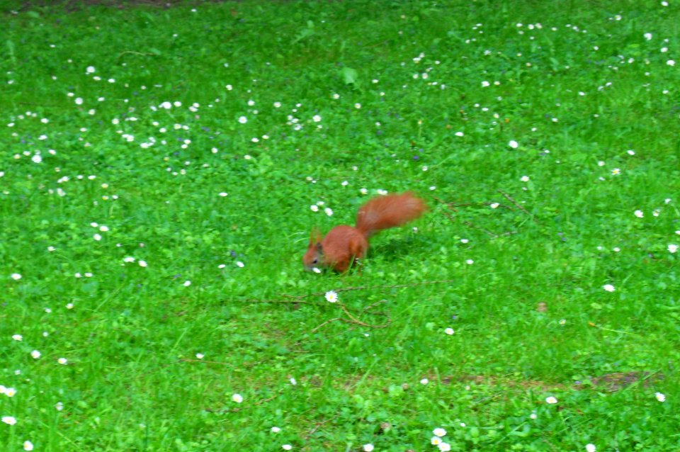 Gdańsk Park Oliwski (wiewiórka)