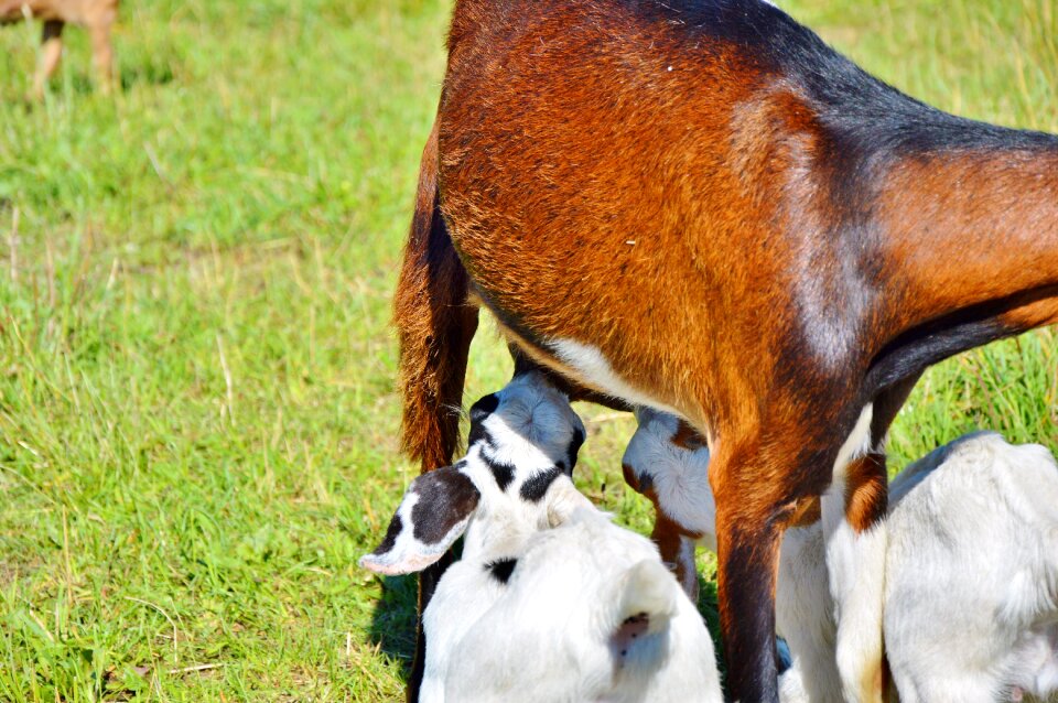 Little kids livestock animal husbandry