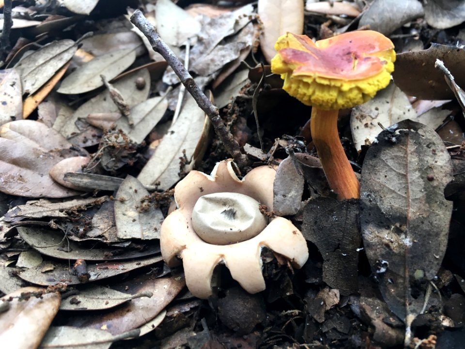 Geastrum saccatum 25757639