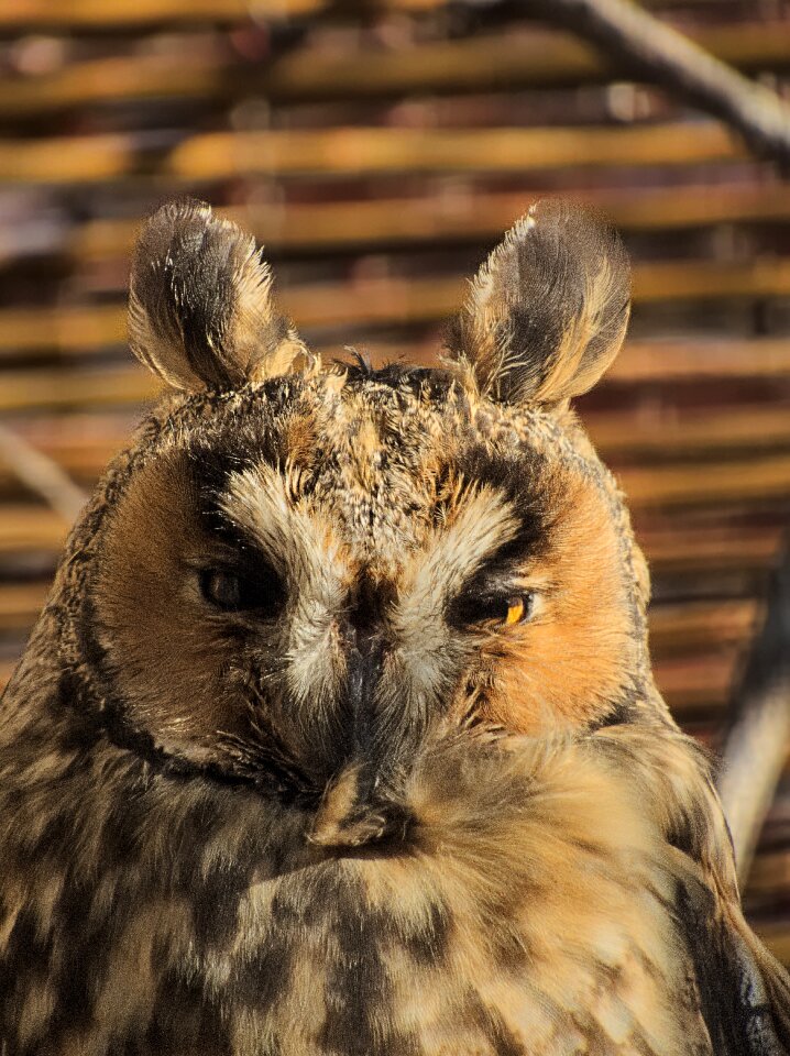 Bird the head of the ears