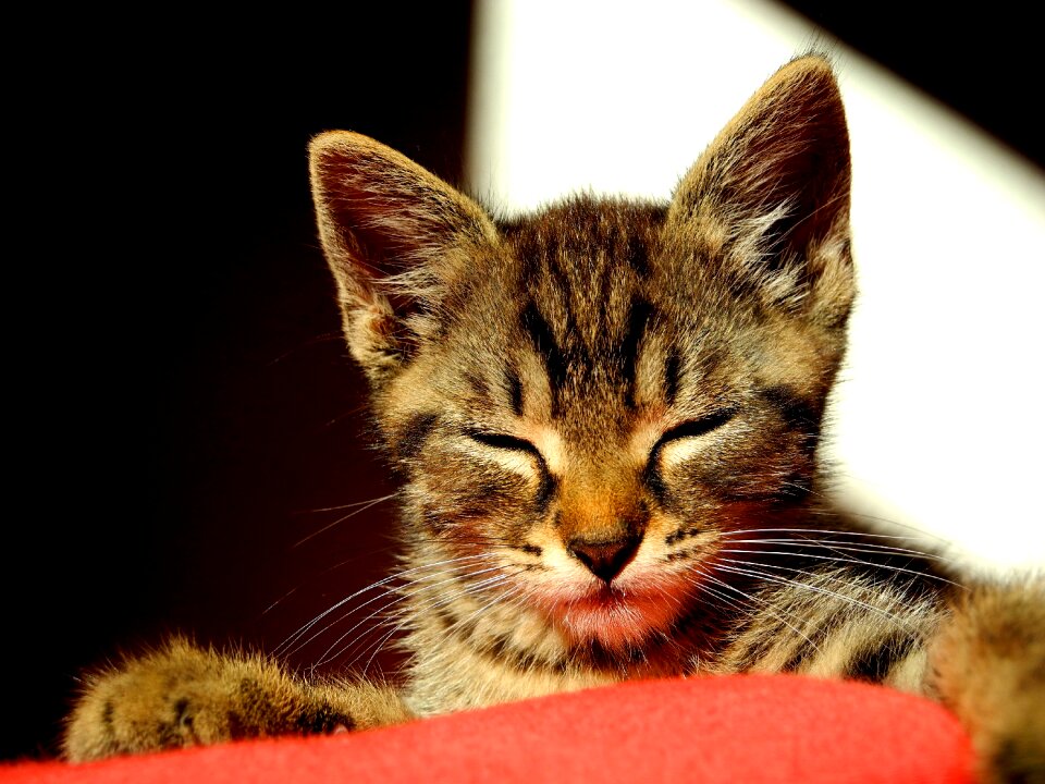 Pet domestic cat it lies