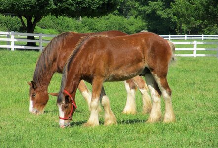 Young grazing pasture