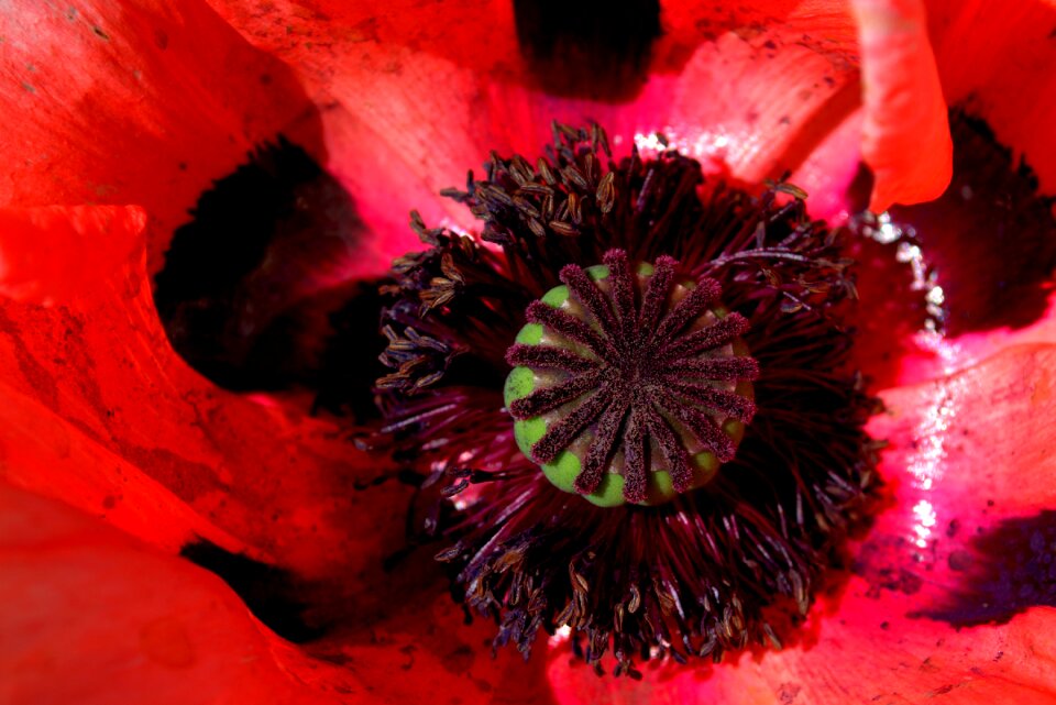 Flower klatschmohn blossom