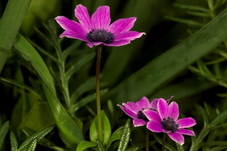 Wildflowers flowers anthi