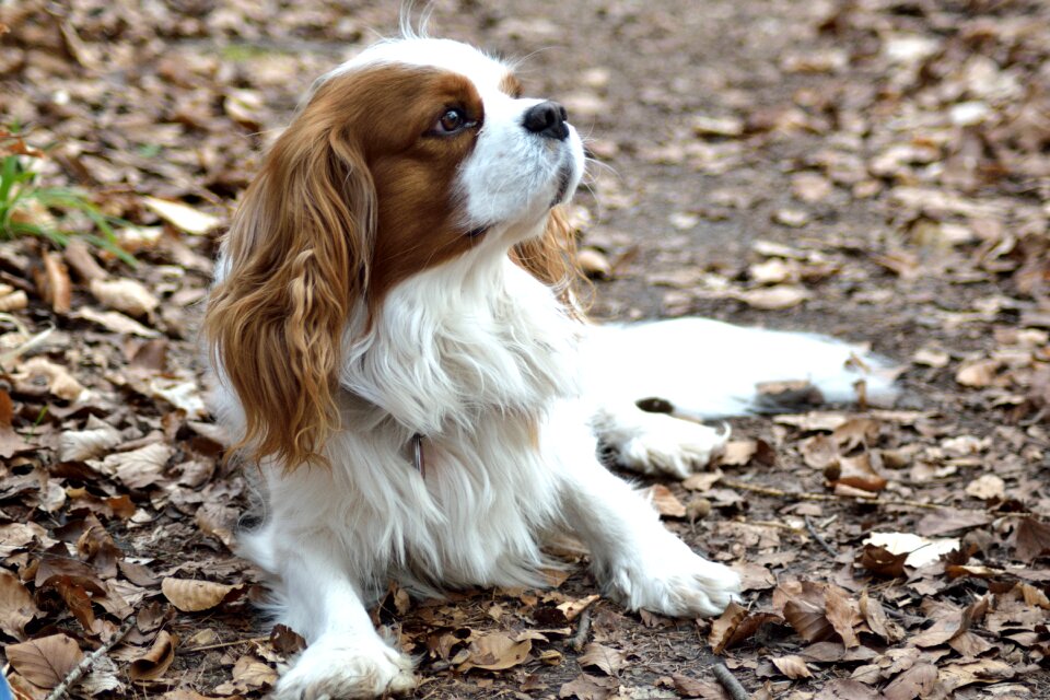 Dog small purebred dog